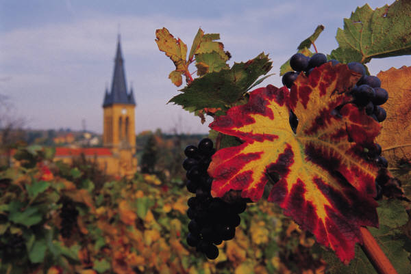 Beaujolais - Rhône