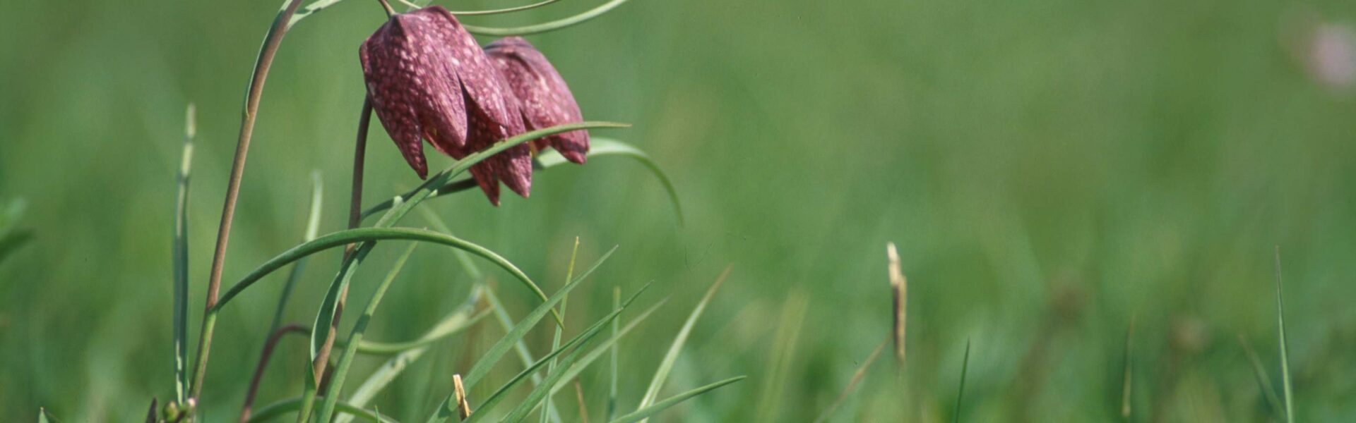 Fritillaire - Val de Saône - Ain