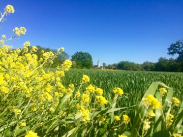 Lurcy - Ain - Val de Saône - Paysage