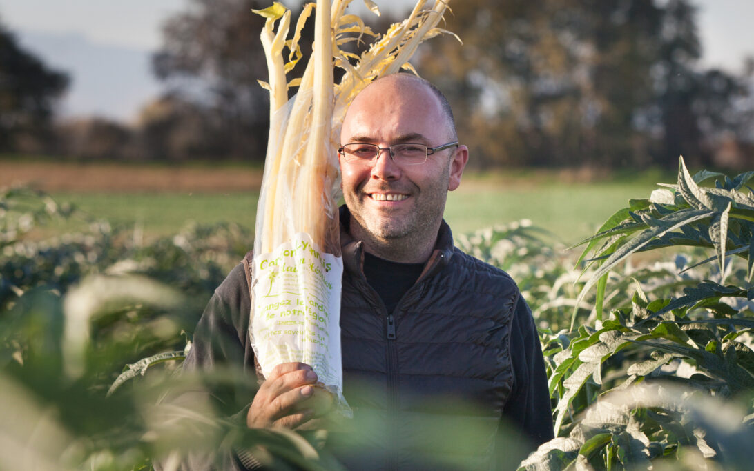 Producteur de cardons, Francheleins, Ain.