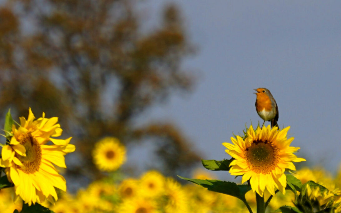 Sunflowers and bird - Val de Saône - Ain