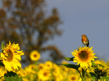 Tournesol - Chaleins - Ain - Val de Saône