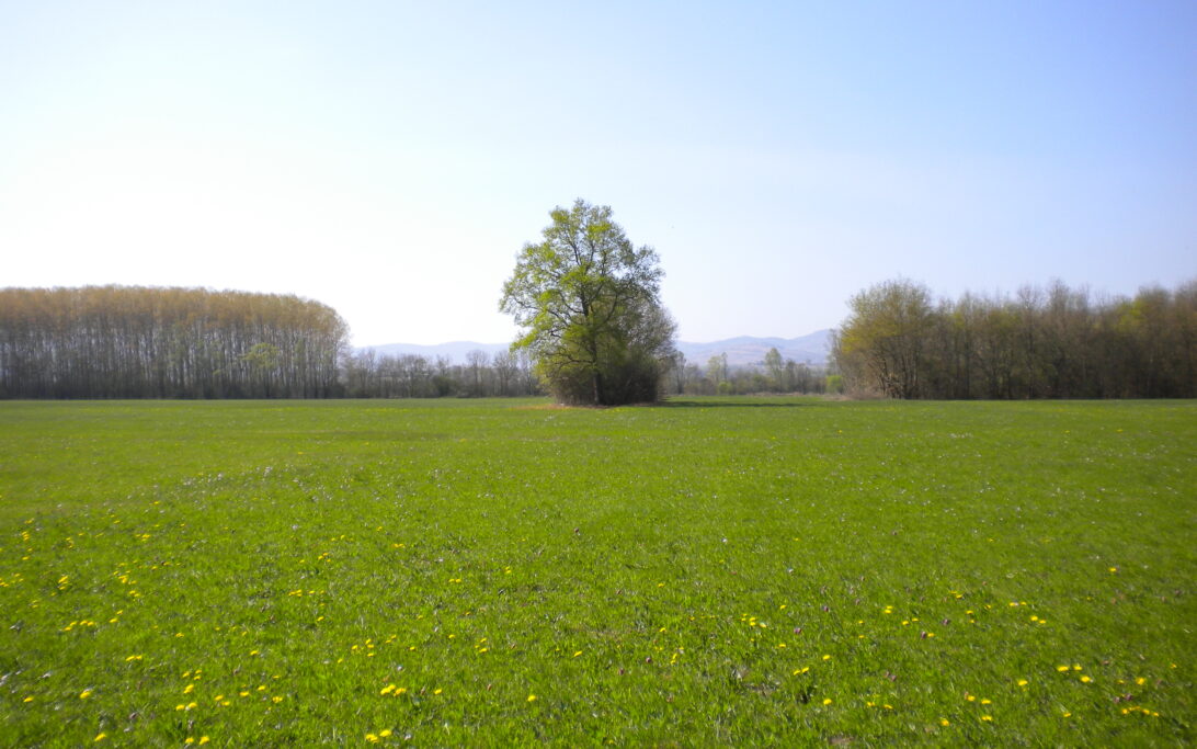 Prairies du val de Saône