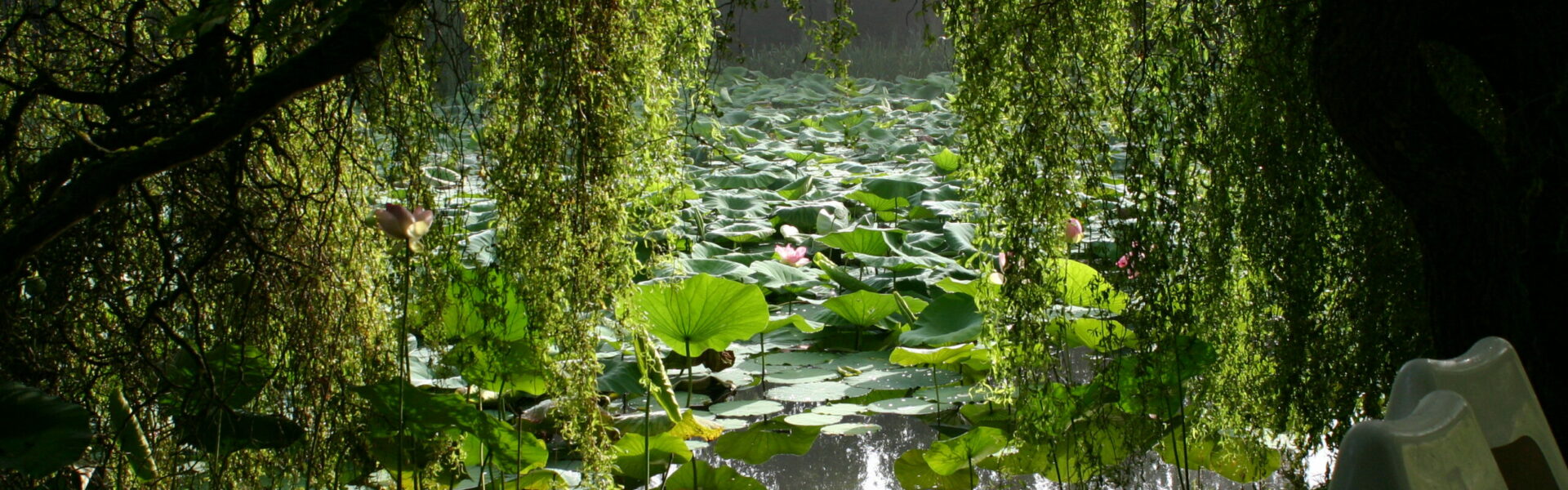 Jardins aquatiques - Saint-Didier-sur-Chalaronne - Ain - Val de Saône