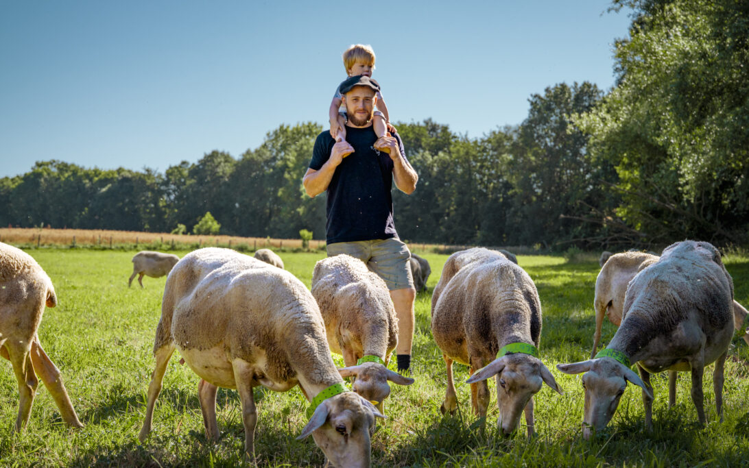 Julien's sheep - Francheleins - Ain