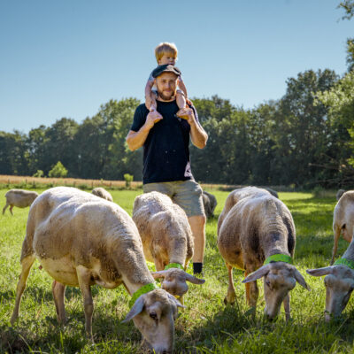 Julien's sheep - Francheleins - Ain